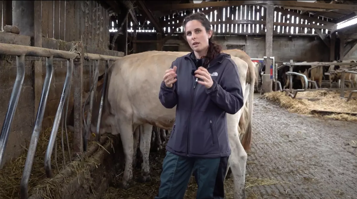 Le monde sensoriel des bovins